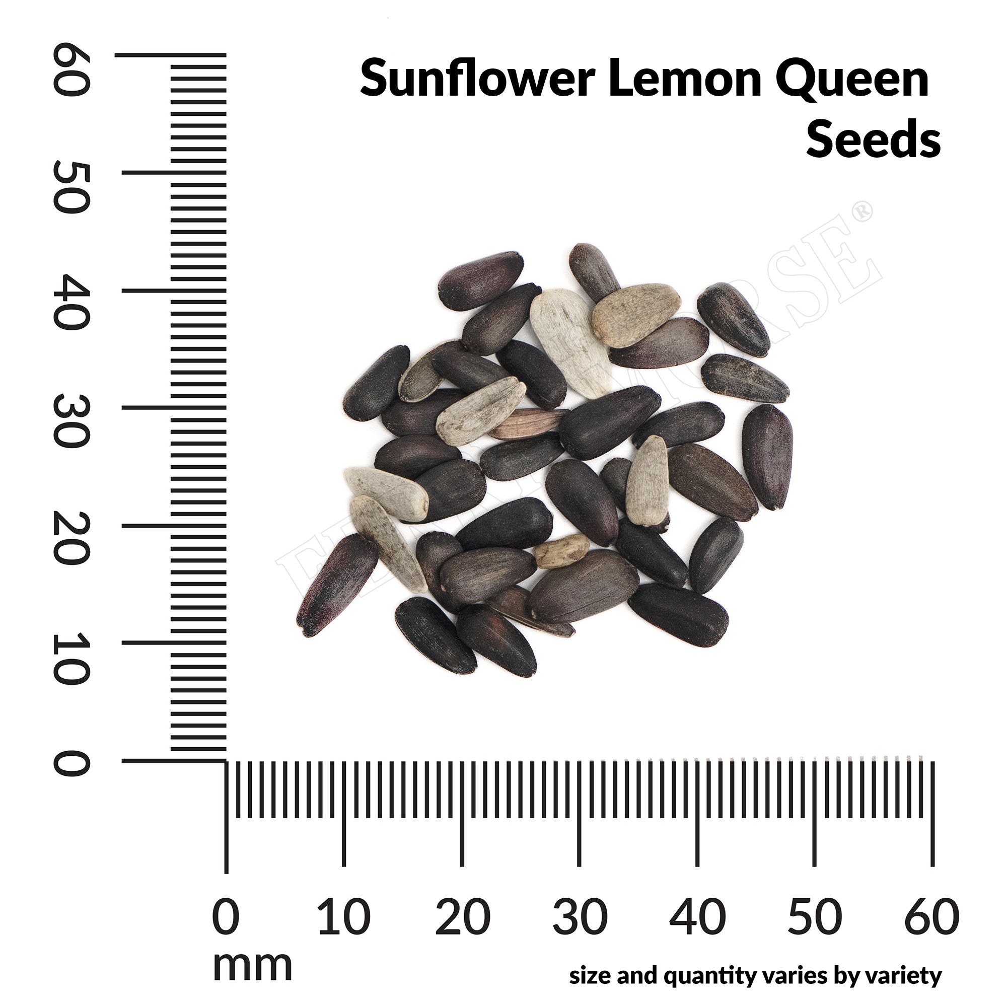 sunflower lemon queen seed spill and measurements